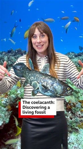 In 1938, South African museum curator Marjorie Courtenay-Latimer discovered a coelacanth - a fish that was believed to have been extinct for 65 million years. 🎧 https://bbc.in/3ZfIxHP | BBC World Service