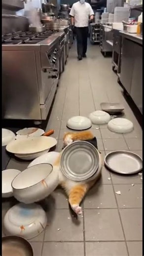 Cat Carries Too Many Plates - Risky Restaurant Move! 🐱🍽️😱