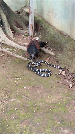 Birds vs. Snakes #hunting #birds #animals #predation #animals #cobra