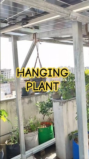 DIY Hanging Wandering Jew Plant 😍 Easy Setup