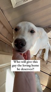 Who will give Ghost the loving home he deserves?! Go to the link in our bio to apply to adopt Ghost! He can be transported anywhere in the US. Ghost is one of the sweetest most gentle dogs I have ever met. He’s about 5 months old. He’s timid and calm and would do great in a quiet home. One of his favorite pastimes is curling up with his foster while she reads a book. Because he is used to the pack life from growing up on a hoarding property he does really well in a home with other dogs. They mak