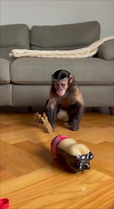 Don't shake Coke, especially if you're a monkey 😄 #MonkeyAndCola #ColaFountain #MonkeyCoke #AI Generated using Kling AI . . . (For entertainment purposes only. Consult professionals if guidance on activities is presented. No brand affiliation is implied if any are shown. If inspired by true events, creative adaptations may be included. Content may include public footage.) | Today story