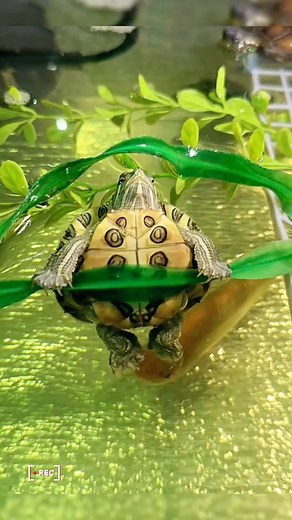 158K views · 7.7K reactions | Cute little red-eared turtle殺殺#turtle # #pet #turtles #turtletok # #turtle #pet #turtles #turtl #petfriendly | TurtleNest Diaries | Facebook