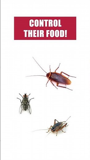 Get Rid of Funnel Web Spiders Fast with this Quick Guide! [DIY Spider Control]