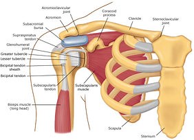 Swimmer's Shoulder