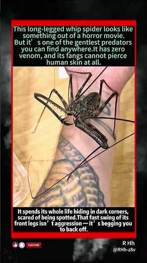 This Nightmare-Looking Whip Spider Is Actually Terrified Of Humans#wildlife #animals