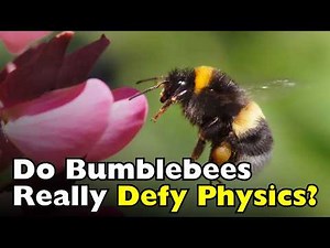 How Do Bumblebees Fly Despite Defying Physics?