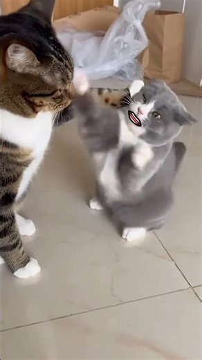Bro really thinks he's a BOXER! 😿🥊 #funnycats #shorts #usaviral