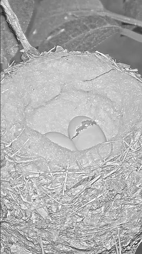 Hummingbird Chick Hatching – Watch This Tiny Miracle! #hummingbirds #babybird #egghatch