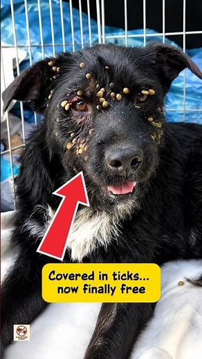 Severe Tick Infestation on Black Dog 😢 | Dog Rescue & Tick Removal Transformation