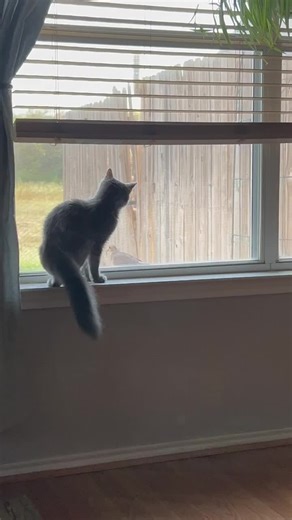 Clumsy Vinnie: Kittens Chasing Birds