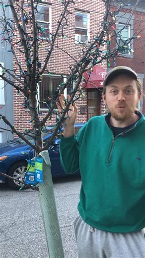 We planted this Allegheny Serviceberry (Amelanchier laevis) in a 3x3 tree pit in Philadelphia 3 years ago, and it’s growing well! The winter is the best time to prune these, so I’ve done a bit of pruning to make sure that the tree remains as a single trunk, and to clear a bit more space on the sidewalk and on the street side. It’s a good idea to prune for structure when the tree is young instead of waiting until the branches are much thicker. Pruning now will limit wound size and make it easier 