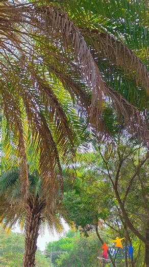 Vikram Vicky on Instagram: "#sasirekha #chiranjeevi #nayanathara #anilravipudi #bheems"