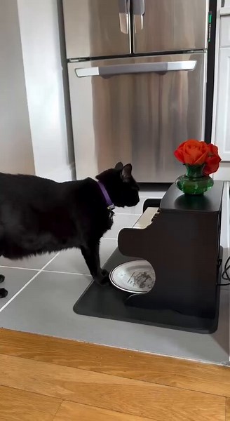 Luna - the author literally wrote "Piano Cat"and people are making fan art of ithttps://t.co/l4vOFXhBnK