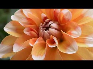 Four Minute Meditation Music Video