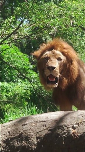 🦁 “The king of the savannah: discover the fascinating secrets of lions! 👑🔥”