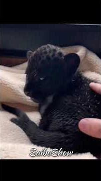 Nadi Se Mili Ek Black Panther Ko Nayi Zindagi 🖤🐾