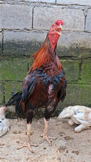 Gallo cantando || Ayam jantan berkokok #rooster #chicken #galo