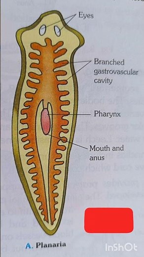 Planaria,Flatworm, structure of planaria, diagram of planaria#biology #science #diagram