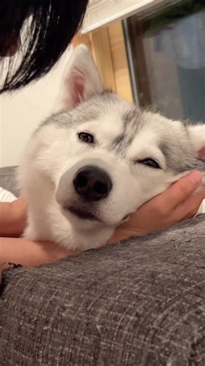 Melting Husky #SiberianHusky #Husky #HuskyDog
