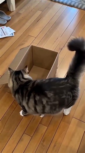 Cat in a box
