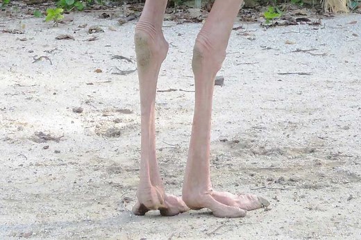 Animals That Walk on Two Legs (16 Examples) - Wildlife Informer