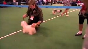 Maltese, female junior class