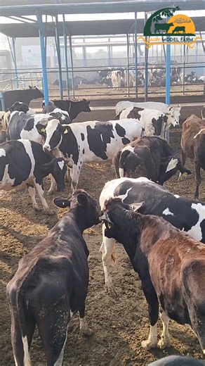 Mashallah Model dairy farm
