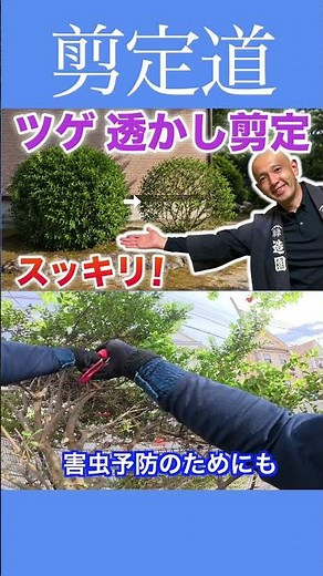 "Thinning out" boxwood is a great way to prevent pests!! #PruningTips #Boxwood #Gardening #Garden...