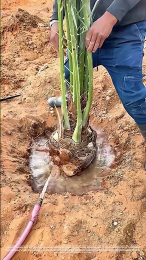 Root - Ball Planting: How Proper Technique Ensures Plant Survival
