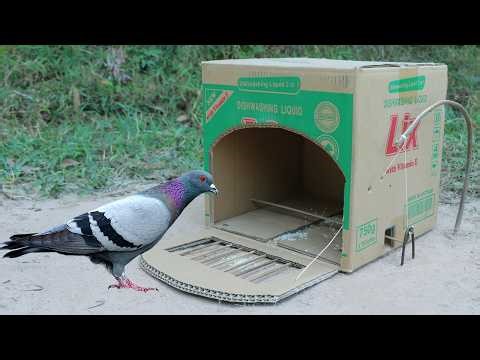 Simple Quick Pigeon Trap Make From Cardboard Box - Easy Creative Bird Trap