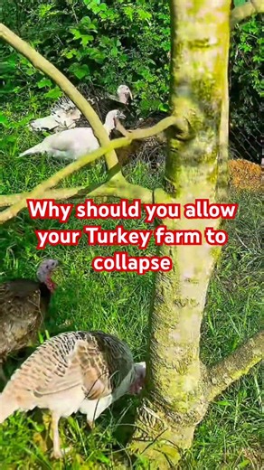 Turkey Farming Has Some Things You Need To Do Right #turkeyfarming #turkey #poultryfarming