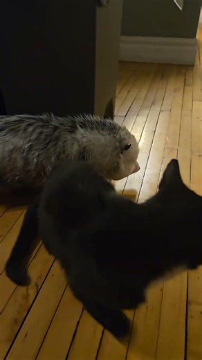 Pumpkin and Pancakes