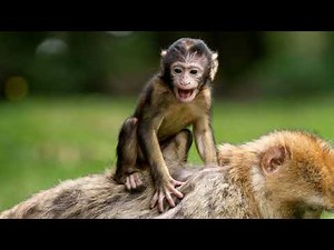 Monkey sound effect, cutest baby monkey sound, best monkey voice, funny little monkey baptised, free