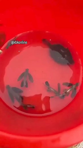 The scientific name of the flying fish is Exocoetus. Exocoetus belongs to family Exocoetidae. Exocoetus are called flying fish because they can jump out of the water surface and remain airborne for some time. Their body is streamlined.#kbkfoundation | Kbkonline