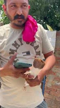 Ristedaari Vich Deeta c 40 Kelomitr To Ayea Kmaal Hogi😯#catchingkabootar #kabootarbazi
