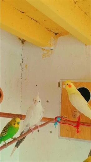 Cockatiel Female Aggressive Moments 😲Bird Channel#Viral#Nature