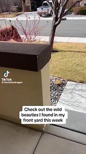 The Davy Jones Equine Memorial Foundation on Reels