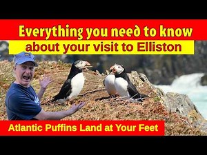 Atlantic PUFFIN Colony Elliston Newfoundland up Close