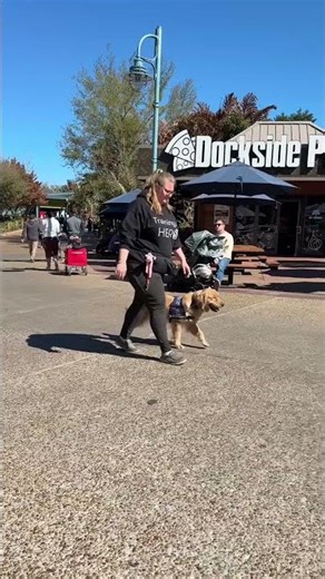 Service Dogs at Sea World