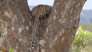 3.1K views · 414 reactions | Leopard cub checks out the surrounding from the vintage point then vanished into the African Bush Kingdom #safari #krugersightings #bush #AfricanBushKingdom #LiveYourWild #animal #hyenas #naturelover #travel #wildlife #borntobewild #nature #krugernationalpark #wildlife #naturelover #travel | African Bush Kingdom | Facebook