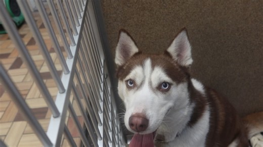 Bede is a two year old Spayed female Husky. She is good with older children and other dogs. She is house broken. Is playful and will love going on walks with you. Up for adoption at the tlc animal shelter 13016 what's 151st st homer Glen | Tender Loving Care Animal Shelter
