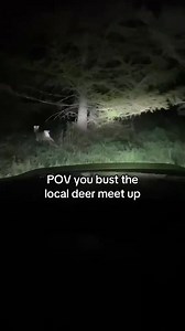Rooster (@rooster_speed)’s video of deer