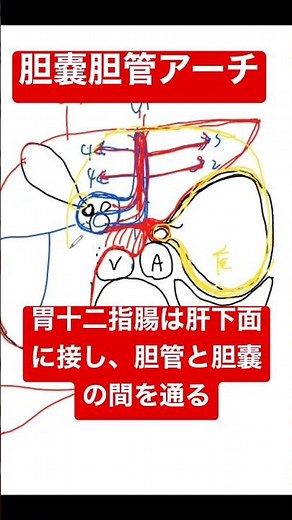 腹部画像診断 胆嚢胆管アーチ 腹部エコー