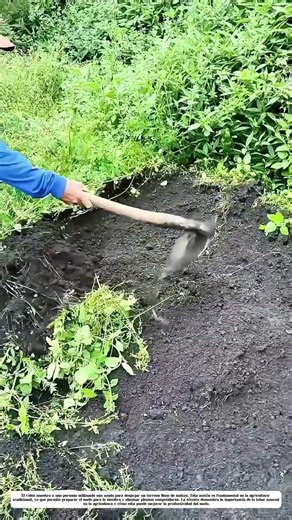 Despejar el terreno con la azada: La clave para un cultivo exitoso