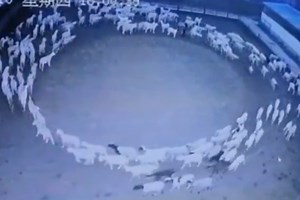 Un experto explicó la razón por la que un rebaño de ovejas caminaría en círculo sin parar: “No es bueno”