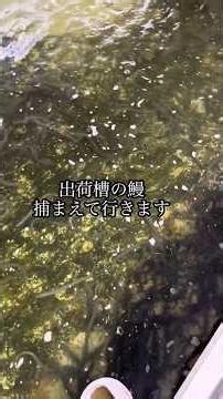 出荷槽のうなぎ【出荷前まで】