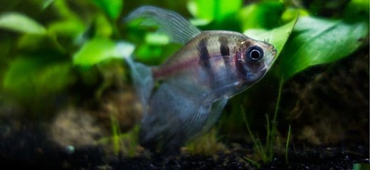 Cotton Wool Disease (Columnaris) - Treatment & Prevention