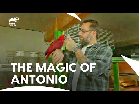 The Ultimate Manimal Cave | Animal Cribs S1 E5 | Animal Planet