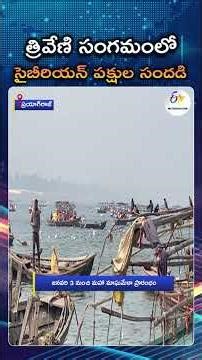 Siberian Birds Arrive At Prayagraj Triveni Sangam Ahead Of Maha Magh Mela 2026